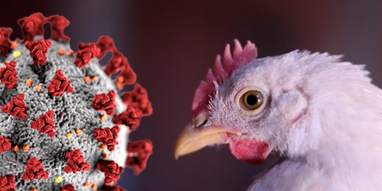 gripe-avier-influenza-covid