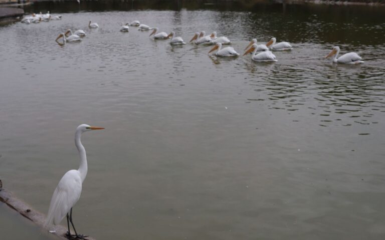 CDMX-celebrara-importancia-humedales-05022026