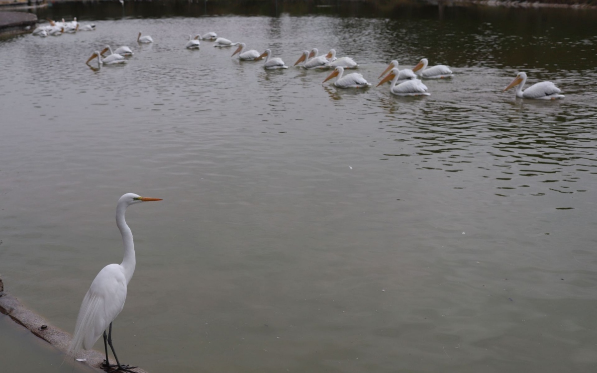 CDMX-celebrara-importancia-humedales-05022026