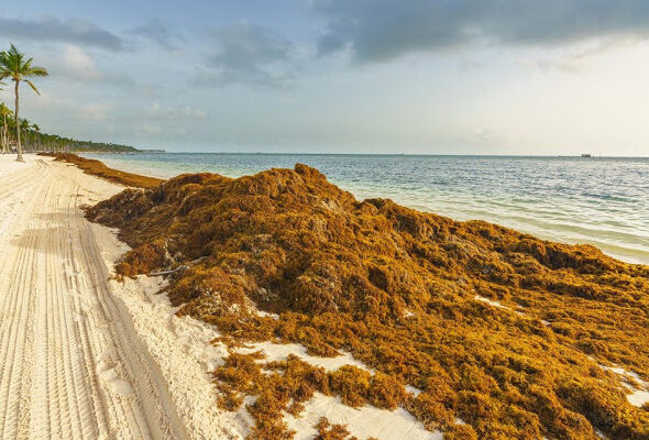 Sargazo-cancun-Riviera-Maya-alga-playa
